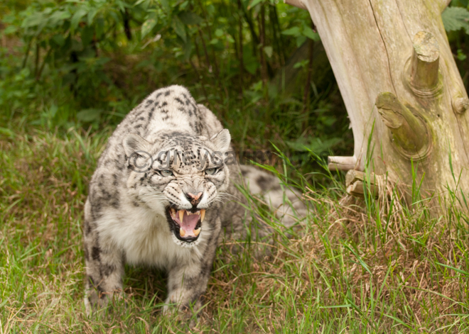 Roar Anger