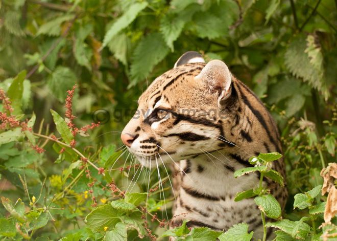 Ocelot