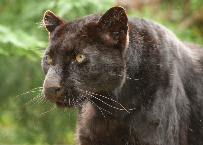 Black Panther