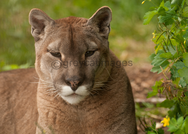 Puma