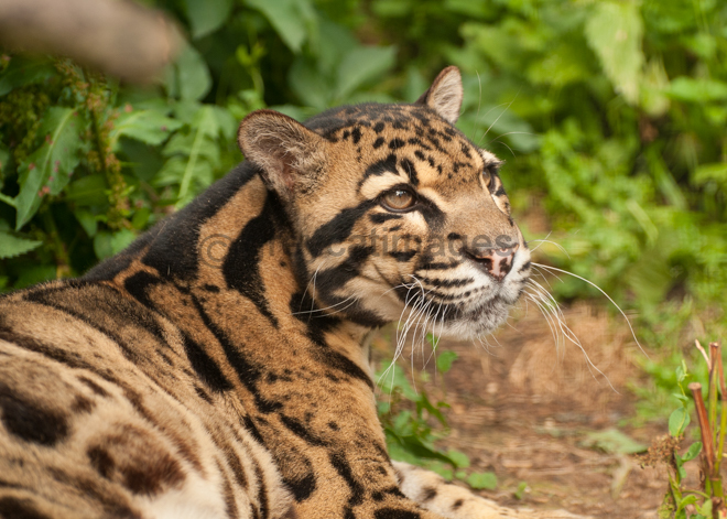 Clouded Leopard 2