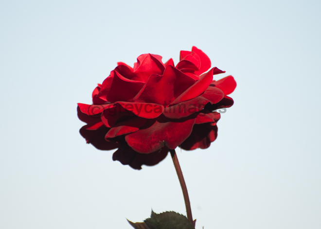 Red Rose