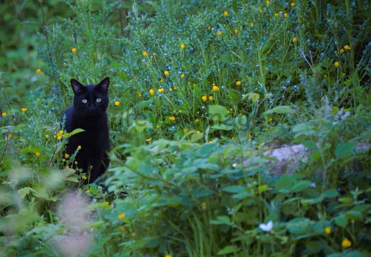 In The Garden