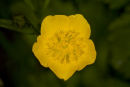 Buttercup