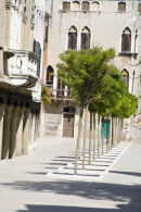 Trees in Venice
