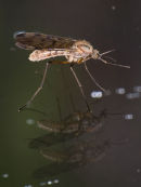 Mosquito on the Kitchen window