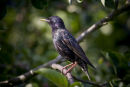 Starling