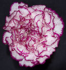 Carnation