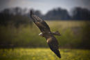 Red Kite