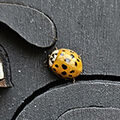Ladybird
