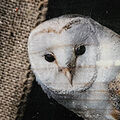 Barn Owl