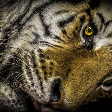 Big Cats