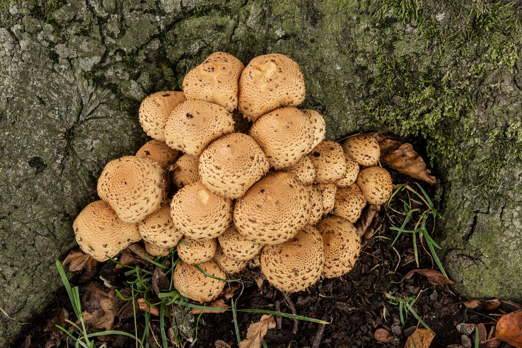Fungi #01