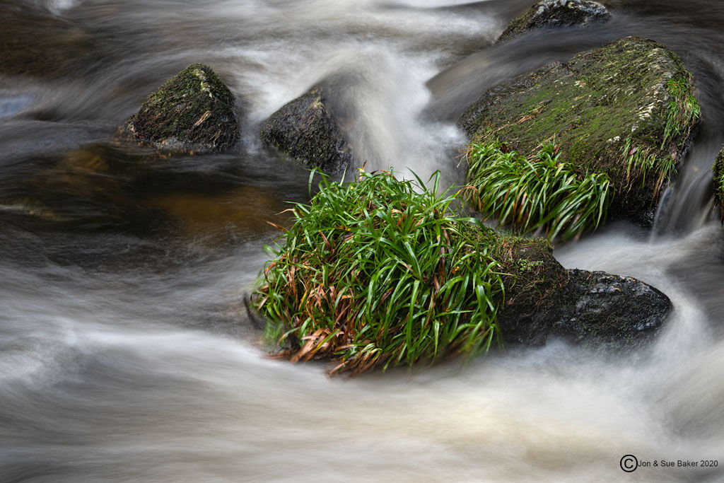 Water and Grasses