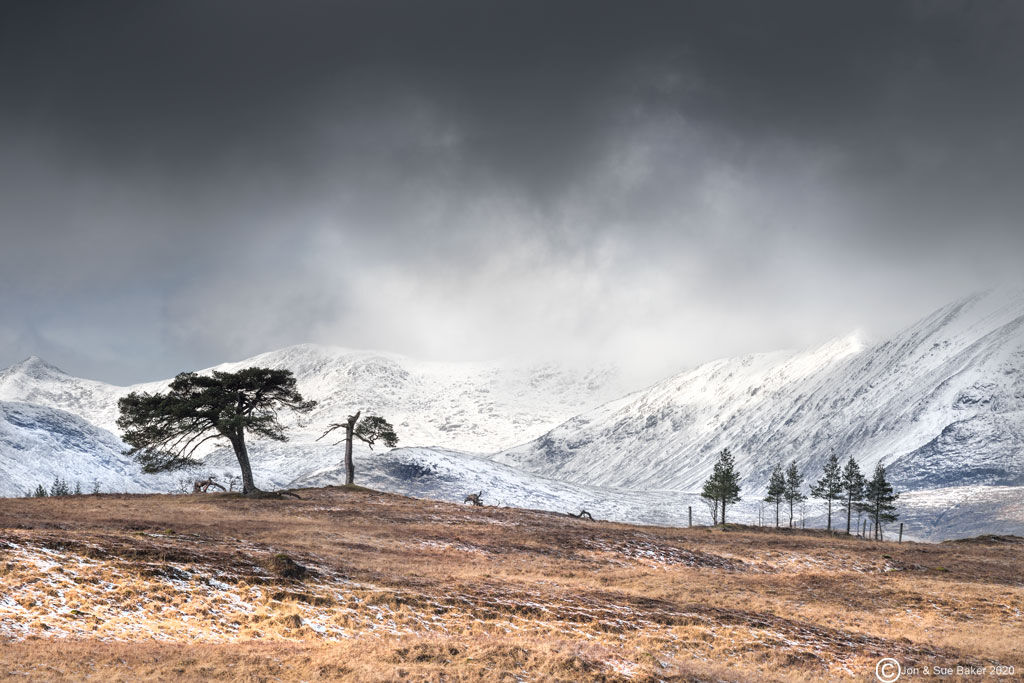 Lone Pine