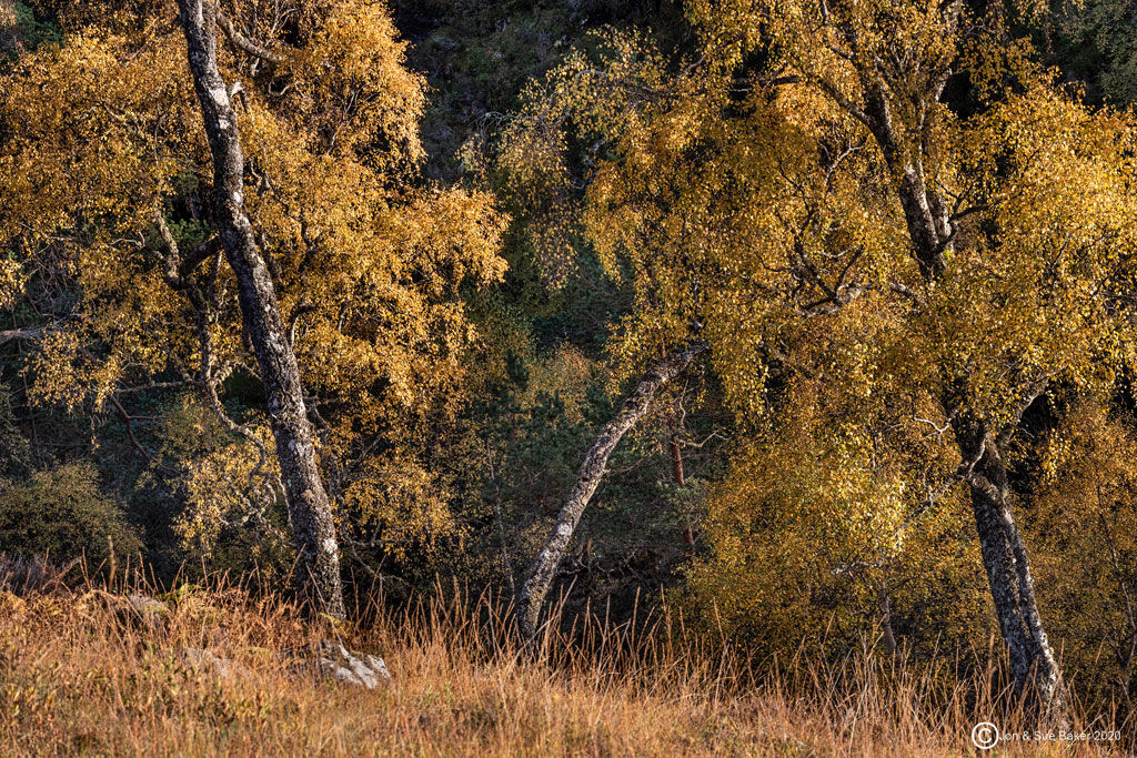 Autumn Tryptic