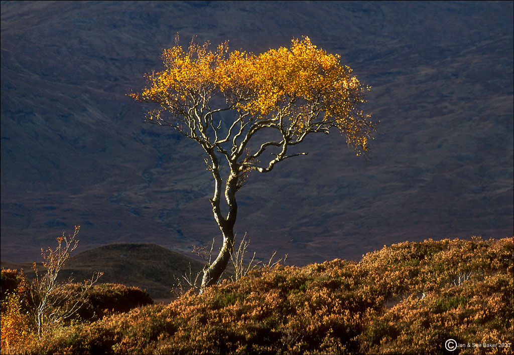 Silver Birch In Autumn