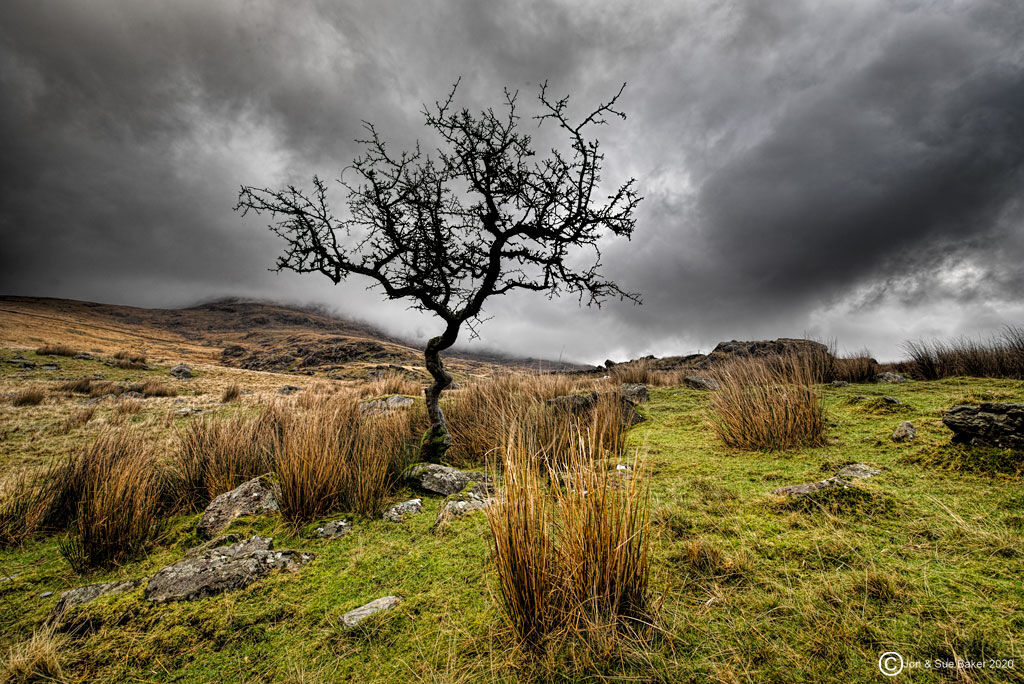 Twisted Tree