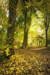 Autumn in Lime Walk