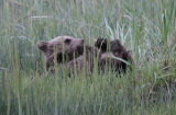 Bear cub