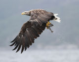 Fishing Sea Eagle