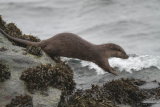 Otter leaping