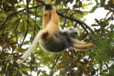 Verreaux's Sifaka