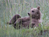 Bear cub in relaxed pose