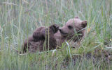 Bear cub playing with feet