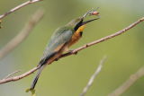 Little Bee-Eater Catching Insect