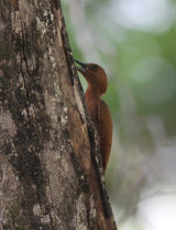 Rufous woodpecker