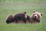 Bear mother nursing