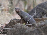 Ruddy mongoose