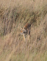 Tiger in grass