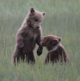 Bear cubs fighting