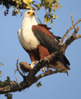 African Fish Eagle, Botswana 2011