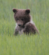 Wet Bear cub