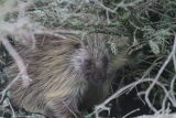 Porcupine