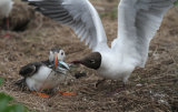 Puffin being mobbed for food