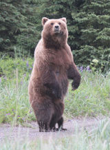 Standing mother bear