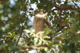 Brown Fish Owl