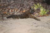 Tiger lying on road
