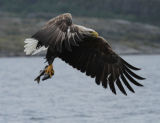 Fishing Sea Eagle