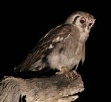 Verreaux's Giant Eagle Owl