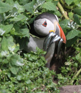 Puffin with sand eels in burrow