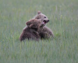 Bear cubs fighting