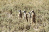 Meerkat Group