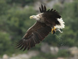 Fishing Sea Eagle #3