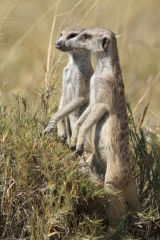 Meerkats