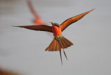 Carmine bee-eater in flight